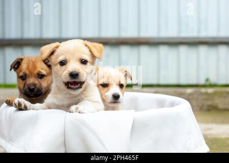 Kleine süße Hunde im Hof Stockfoto