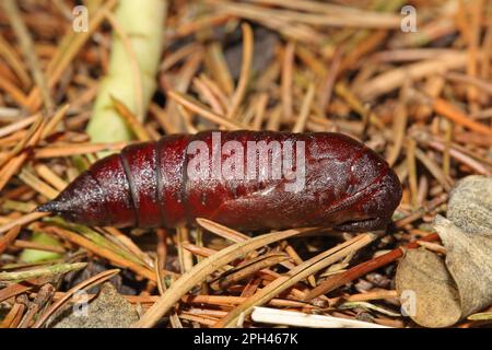 Kiefer Hawk Moth Stockfoto