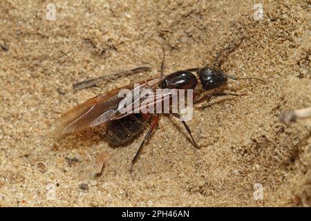 Schwarze Pferdeameise Stockfoto