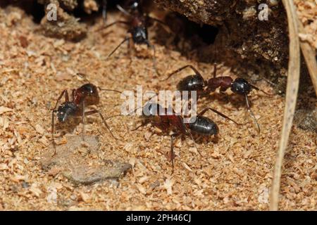 Schwarze Pferdeameise Stockfoto