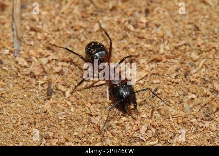 Schwarze Pferdeameise Stockfoto