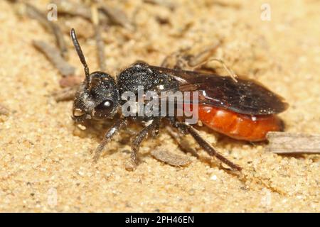 Halictid Bee (Sphecodes) albilabris Stockfoto