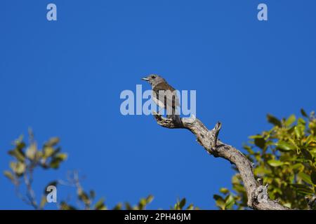 Eine ausgewachsene australische weibliche graue Schrickdrossel - Colluricincluding Harmonica - Vogel hoch oben auf einem Ast, der im Morgenlicht über seine Schulter blickt Stockfoto