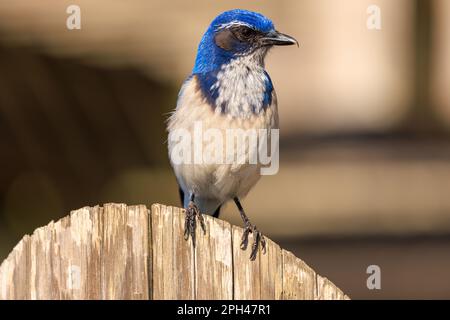 Vogel mit blauen Federn auf dem Kopf und Schultern auf einem Holzzaunpfahl Stockfoto