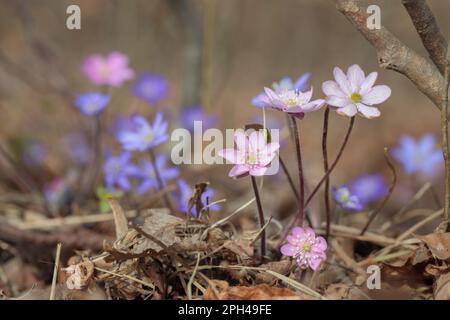 Gruppe wild wachsender Leberwürmer (Hepatica triloba) in gemischten Farben. Stockfoto