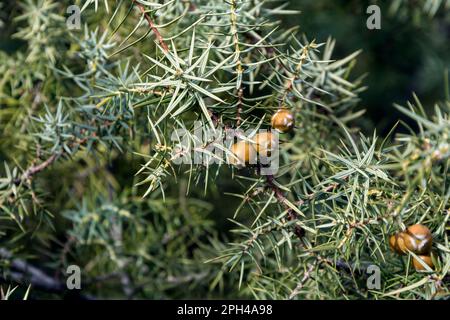 Eine Nahaufnahme von Zweigen und Früchten von Cade (Juniperus oxycedrus). Horizontales Bild mit selektivem Fokus, verschwommenem Hintergrund und Kopierbereich Stockfoto