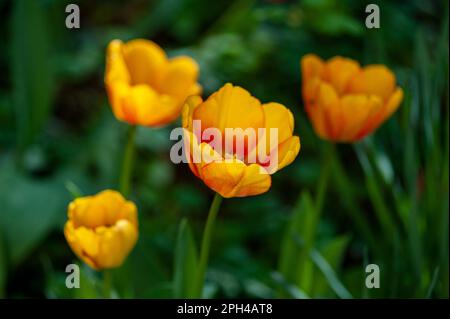 Nahaufnahme blühender Tulpen. Natur im Frühling, Sommer. Blumenfeld. Stockfoto