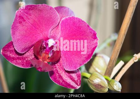 Nahaufnahme einer rosa Orchideenblume Stockfoto