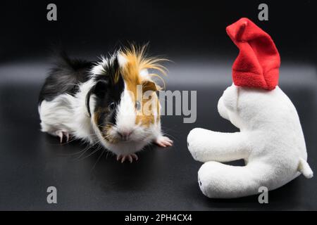 Ein Meerschweinchen auf dunklem Hintergrund sitzt neben einem Feiertags-Teddybären mit rotem Hut Stockfoto