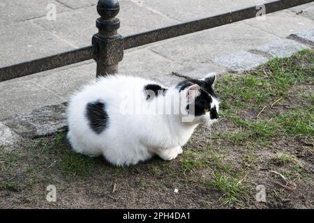 Schwarz-weiße Katze sitzt auf dem Gras Stockfoto