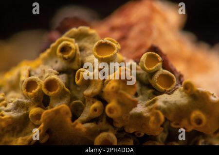 Gelbes Flechten, ein zusammengesetzter Organismus aus Algen oder Bakterien und Pilzen, im Detail Stockfoto