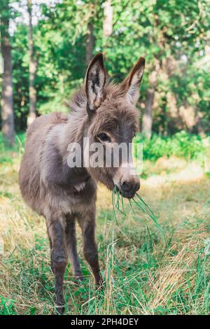 Junger Esel, der Gras im Wald isst Stockfoto