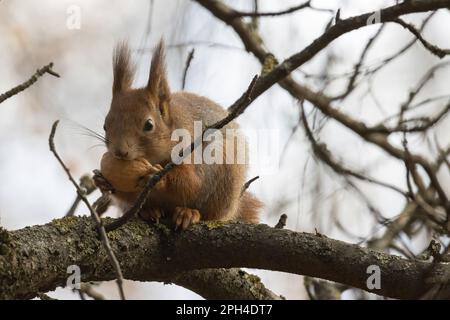 Eichhörnchen sitzt auf einem Ast und nagt Nüsse Stockfoto