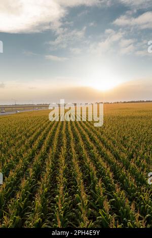 Luftaufnahme des Maisfeldes. Hochwertiges Foto Stockfoto