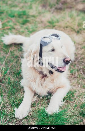 Der goldene Retriever in der Brille eines Piloten liegt auf dem Feld Stockfoto