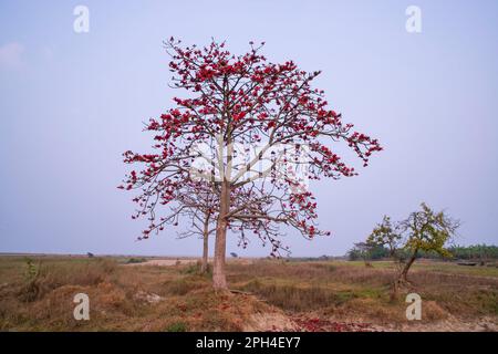 Bombax ceiba Baum mit roten Blüten auf dem Feld unter dem blauen Himmel Stockfoto