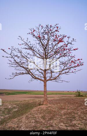 Bombax ceiba Baum mit roten Blüten auf dem Feld unter dem blauen Himmel Stockfoto