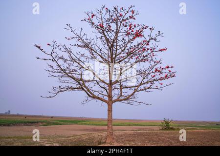 Bombax ceiba Baum mit roten Blüten auf dem Feld unter dem blauen Himmel Stockfoto