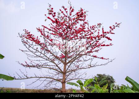 Bombax ceiba Baum mit roten Blüten auf dem Feld unter dem blauen Himmel Stockfoto