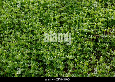 Galium odoratum, der süße Holzfäller oder süßlich duftendes Bettstroh. Frische, süße, weiße Holzblumen im Frühlingswald. Grasteppich Stockfoto