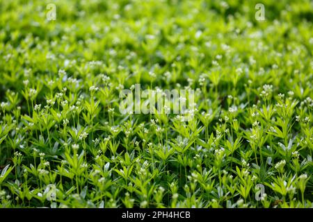 Galium odoratum, süßes, duftendes Bettstroh. Frische, süße, weiße Holzblumen im Frühlingswald Stockfoto