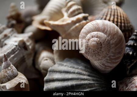 Muscheln. Muscheln. Muschelschalen. - Ja, das ist ein guter Hintergrund. Textur der Schalen. Muscheln mit weichem, verschwommenem Fokus. Sommerkonzept Stockfoto