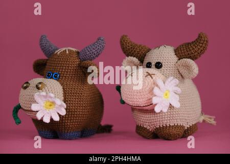 Amigurumi-Kuhpuppen auf pinkfarbenem Hintergrund. Ein weiches Heimwerkerspielzeug aus Baumwolle und Naturwolle. Zwei braune Bullen mit einer Gänseblümchen im Mund, gestrickt Stockfoto