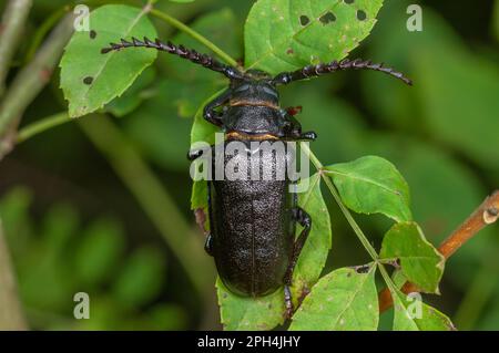 Tannerkäfer (Prionus coriarius) auf den Blättern eines Strauchs im Wald. Elsass, Frankreich. Stockfoto