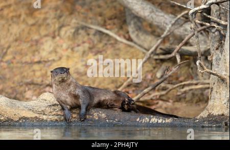 Nahaufnahme eines neotropischer Fischotter auf einem Baum am Flussufer, Pantanal, Brasilien liegen. Stockfoto