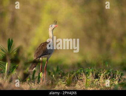 Nahaufnahme eines rotbeinigen Serimas, das in einem Grasfeld steht, Pantanal Brasilien. Stockfoto