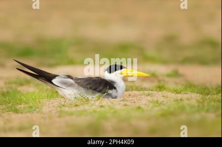 In der Nähe von Yellow-billed tern an einem Flussufer, Pantanal, Brasilien. Stockfoto