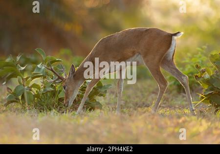 Nahaufnahme eines Pampas-Hirsches, der bei Sonnenuntergang grast, Pantanal, Brasilien. Stockfoto