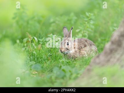 Nahaufnahme eines niedlichen Kaninchens, das im grünen Gras sitzt, Großbritannien. Stockfoto
