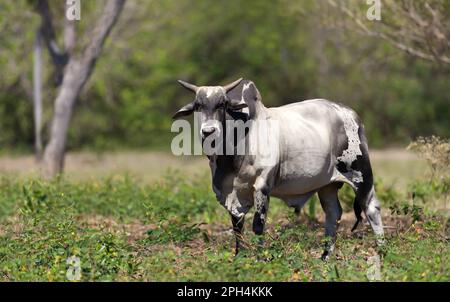 Nahaufnahme eines Nelore-Stiers auf einer brasilianischen Farm, South Pantanal. Stockfoto