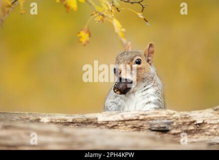 Nahaufnahme eines süßen grauen Eichhörnchens mit einer Eichel im Herbst, Großbritannien. Stockfoto