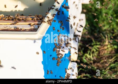 Bienen am Eingang des alten Bienenstocks. Bienen, die von der Honigsammlung in den gelben Bienenstock zurückkehren. Bienen am Eingang. Honigbienen-Kolonie-Wächter, die Honigtau plündern. Stockfoto