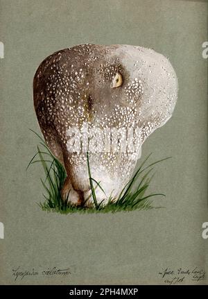 Puffbälle (Lycoperdon) sind eine Pilzart mit einem kugelförmigen Fruchtkörper, der beim Aufprall platzt und eine Wolke staubähnlicher Sporen freisetzt, wenn reif, alte Aquarelle aus dem Jahr 1886 Stockfoto