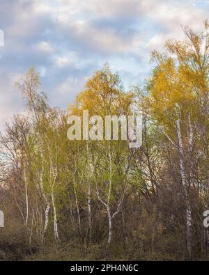 Frühlingswald mit jungen Blättern, weiße Birken am Hintergrund des Himmels mit hellen Wolken. Stockfoto