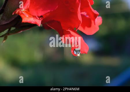 Ein Tropfen Regen mit einem Sternchen aus dem Sonnenstrahl auf einem roten Rosenblatt. Selektiver Fokus auf Tröpfchen Stockfoto