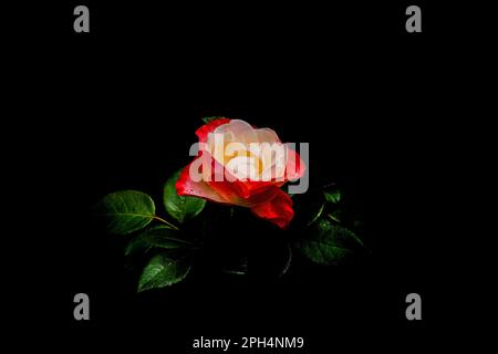 Die Rose, die berühmteste und symbolischste Blume unter allen Blumen. Diese rot-weiße Rose befindet sich auf einem Bett aus grünen Blättern und schwarzem Hintergrund Stockfoto
