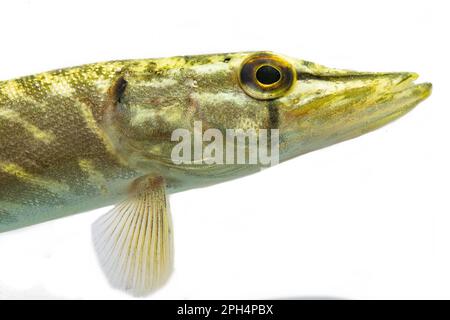 Ein kleiner Hecht schwimmt entlang Stockfoto