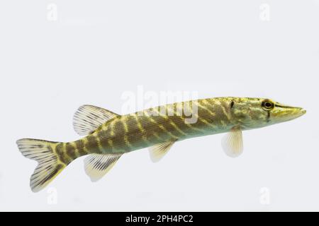 Ein kleiner Hecht schwimmt entlang Stockfoto