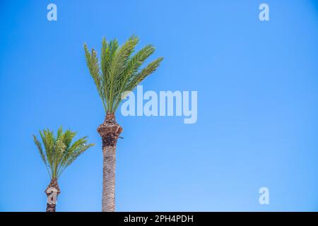 Zwei Palmen mit hellblauem Hintergrund. Hochwertiges Foto Stockfoto
