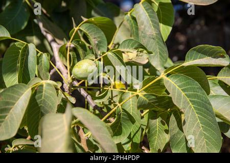 Grüner Baum mit langen Blättern und einer grünen Frucht. Hochwertiges Foto Stockfoto