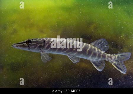 Ein kleiner Hecht schwimmt entlang Stockfoto