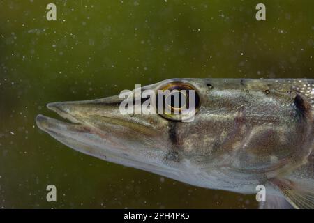 Ein kleiner Hecht schwimmt entlang Stockfoto