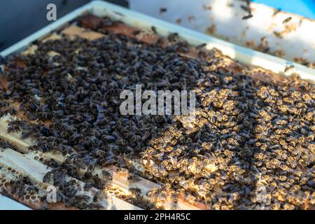 Honigbienen, die auf Rahmen mit Honig in einem Bienenstock voller köstlicher und gesunder Produkte arbeiten Stockfoto