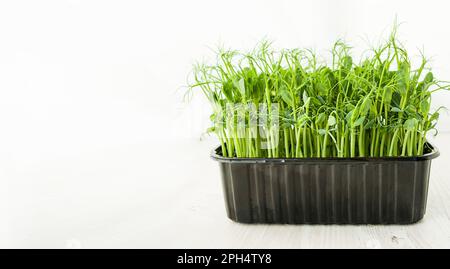 Frisches Grün in einem Tablett auf weißem Hintergrund. Sprossen wachsen. Richtige Ernährung. Vegetarier-Banner. Speicherplatz kopieren. Stockfoto