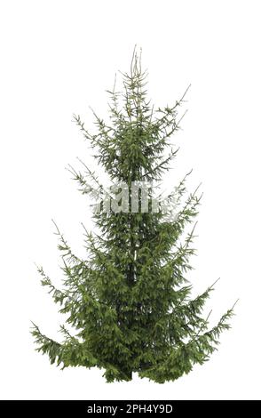 Schöne Tanne isoliert auf weiß. Weihnachtsbaum Stockfoto