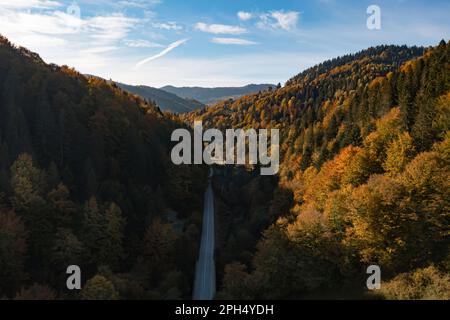 Luftaufnahme der Straße durch den wunderschönen Herbstwald Stockfoto